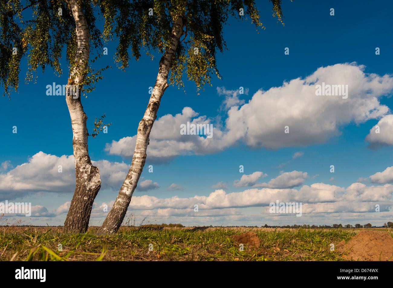birch trees in marshland, diepholzer moorniederung, diepholz district, niedersachsen, germany Stock Photo