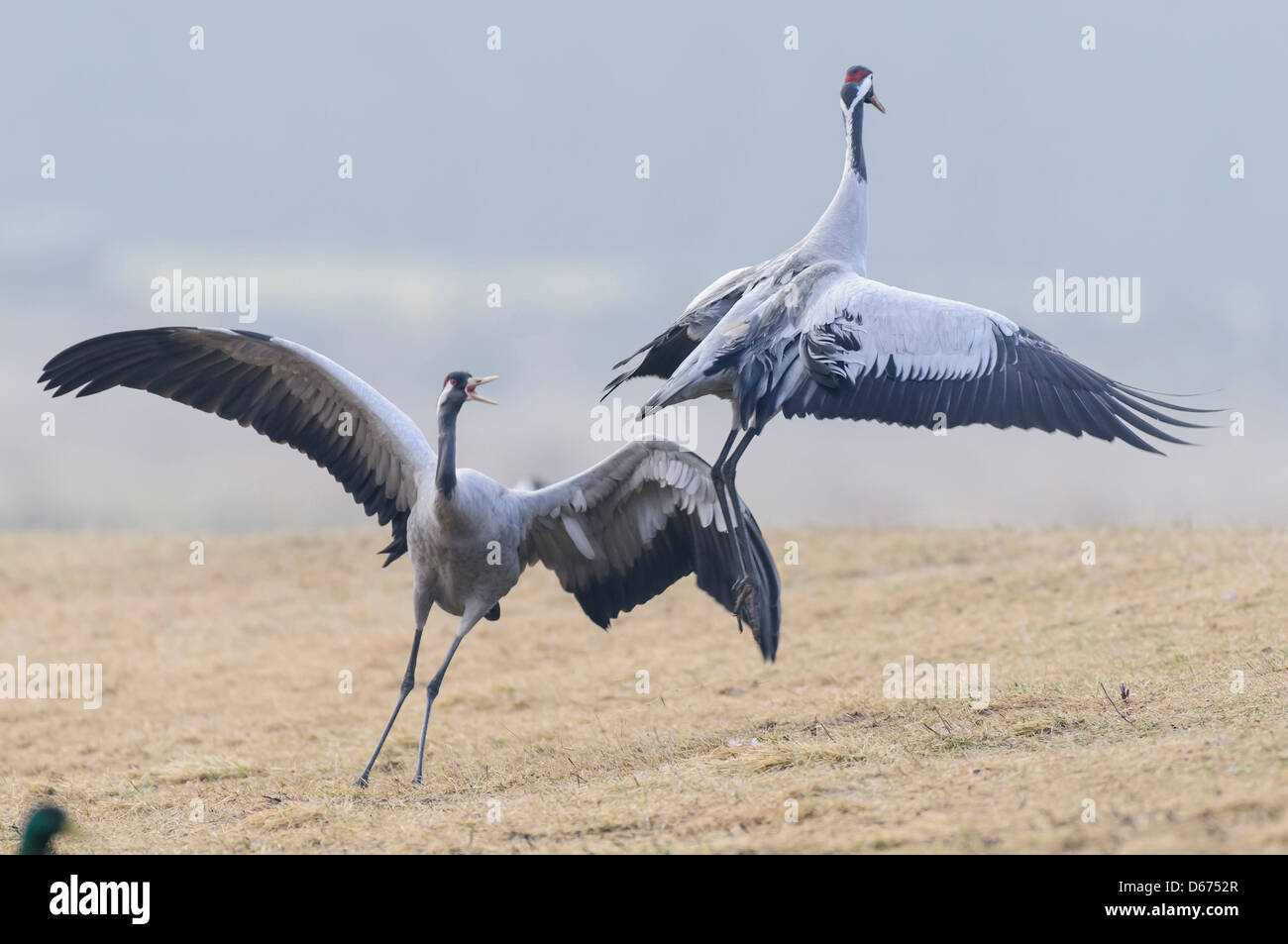 two cranes in mating season, grus grus, germany Stock Photo