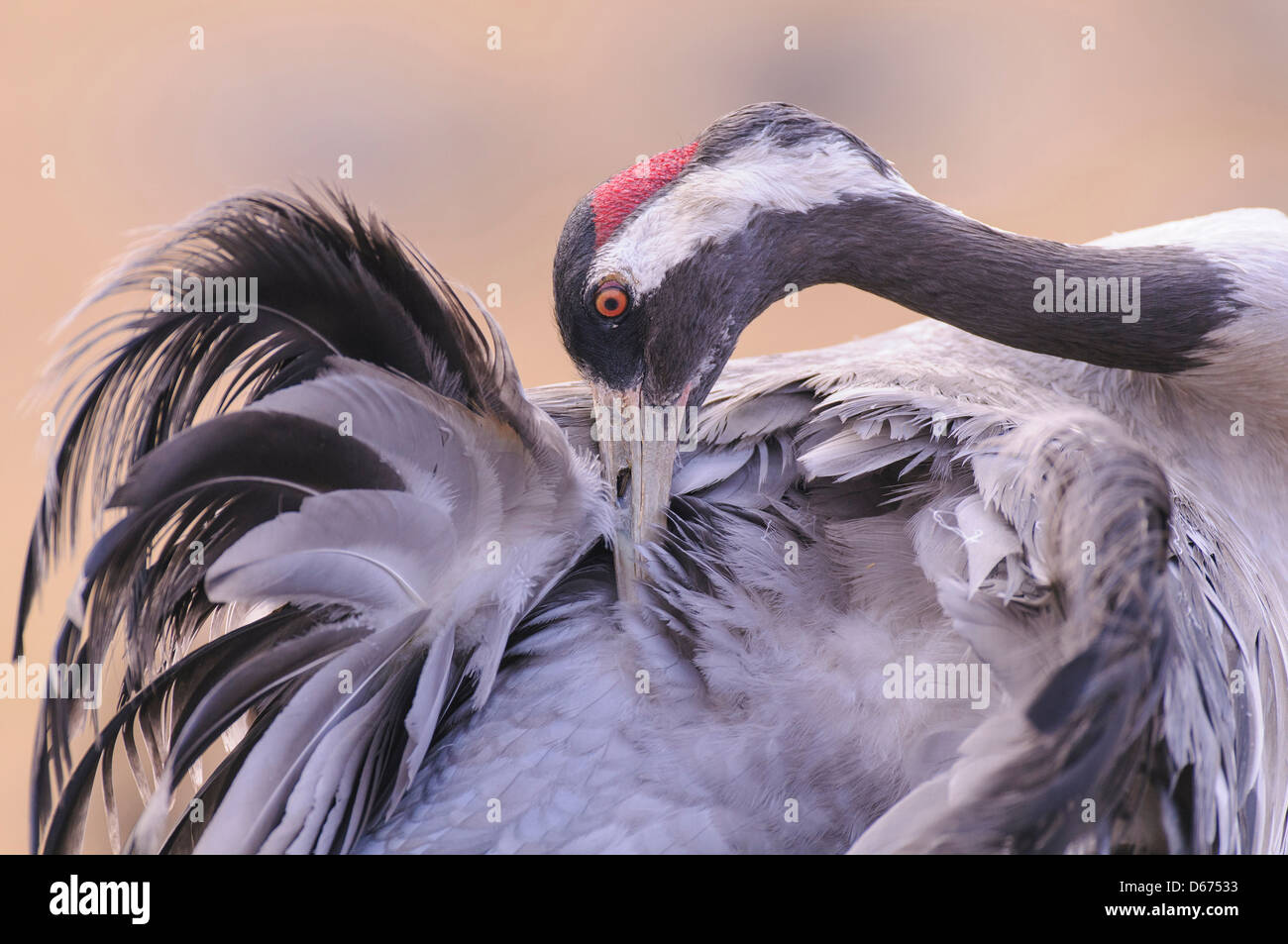 crane doing grooming, grus grus, germany Stock Photo