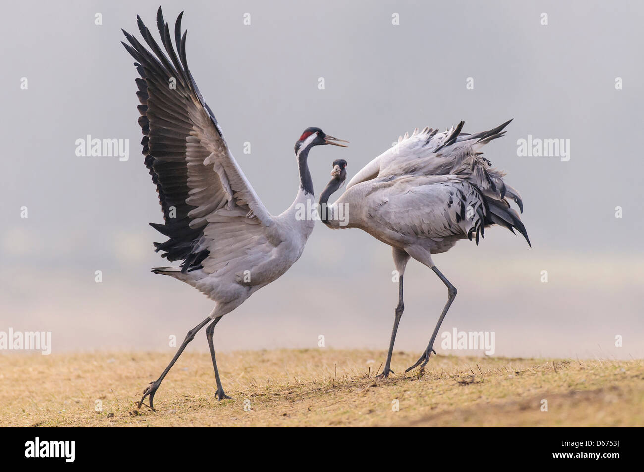 two cranes in mating season, grus grus, germany Stock Photo