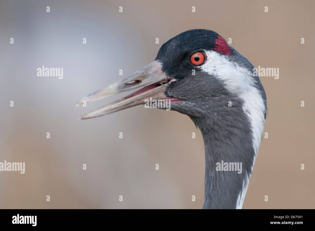 crane, grus grus, germany Stock Photo