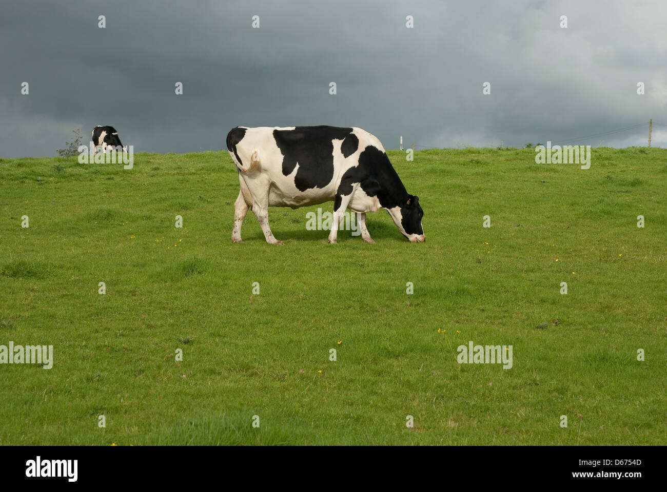 Holstein black and white cows in pasture, Wiltshire, UK Stock Photo - Alamy
