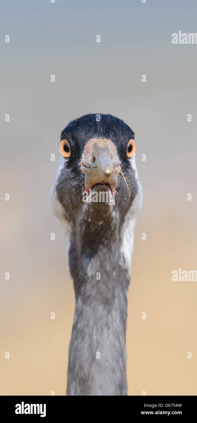 crane, grus grus, germany Stock Photo