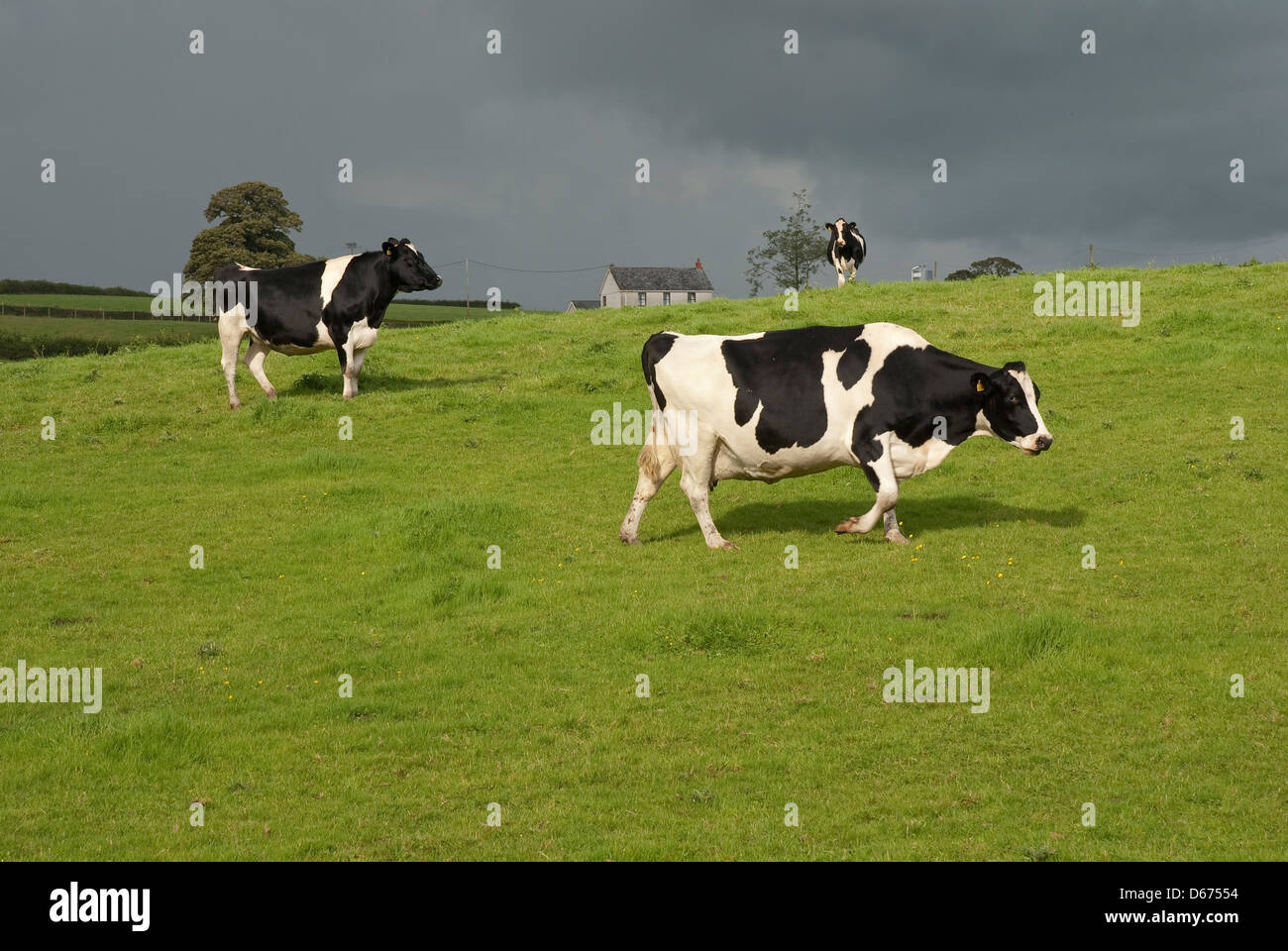 Holstein black and white cows in pasture, Wiltshire, UK Stock Photo - Alamy