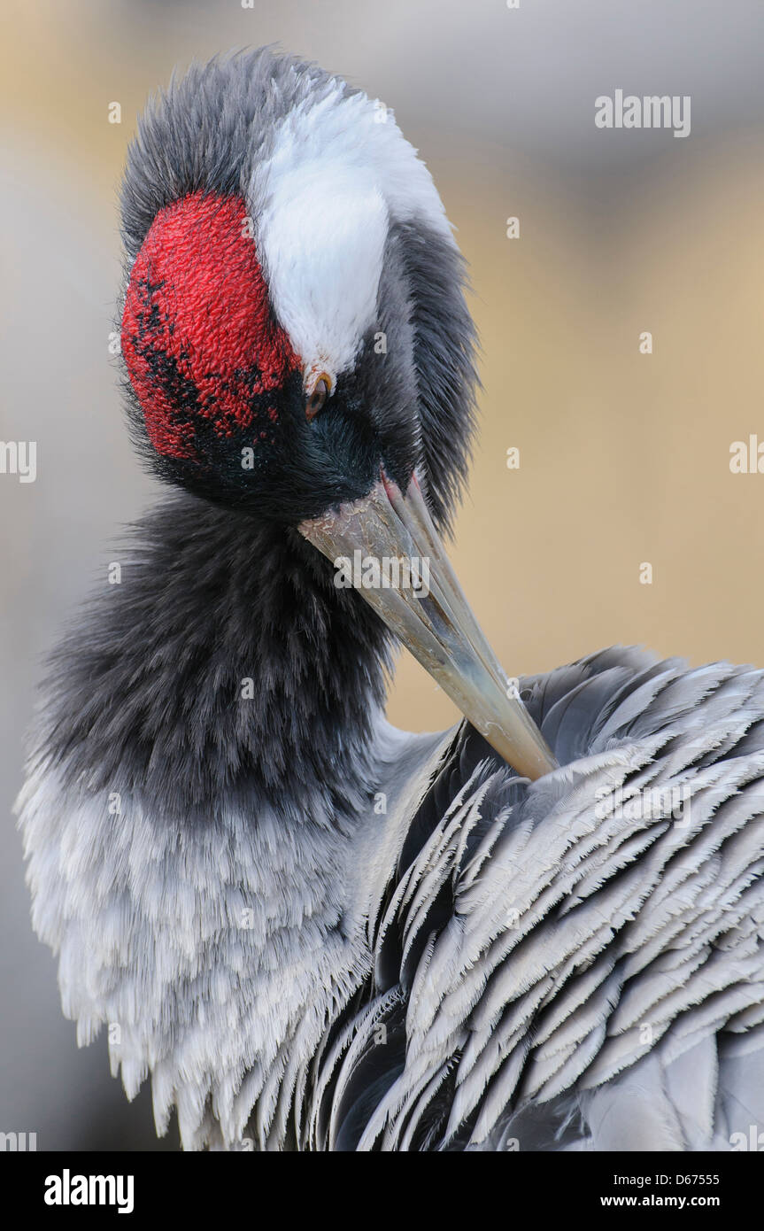 crane doing grooming, grus grus, germany Stock Photo