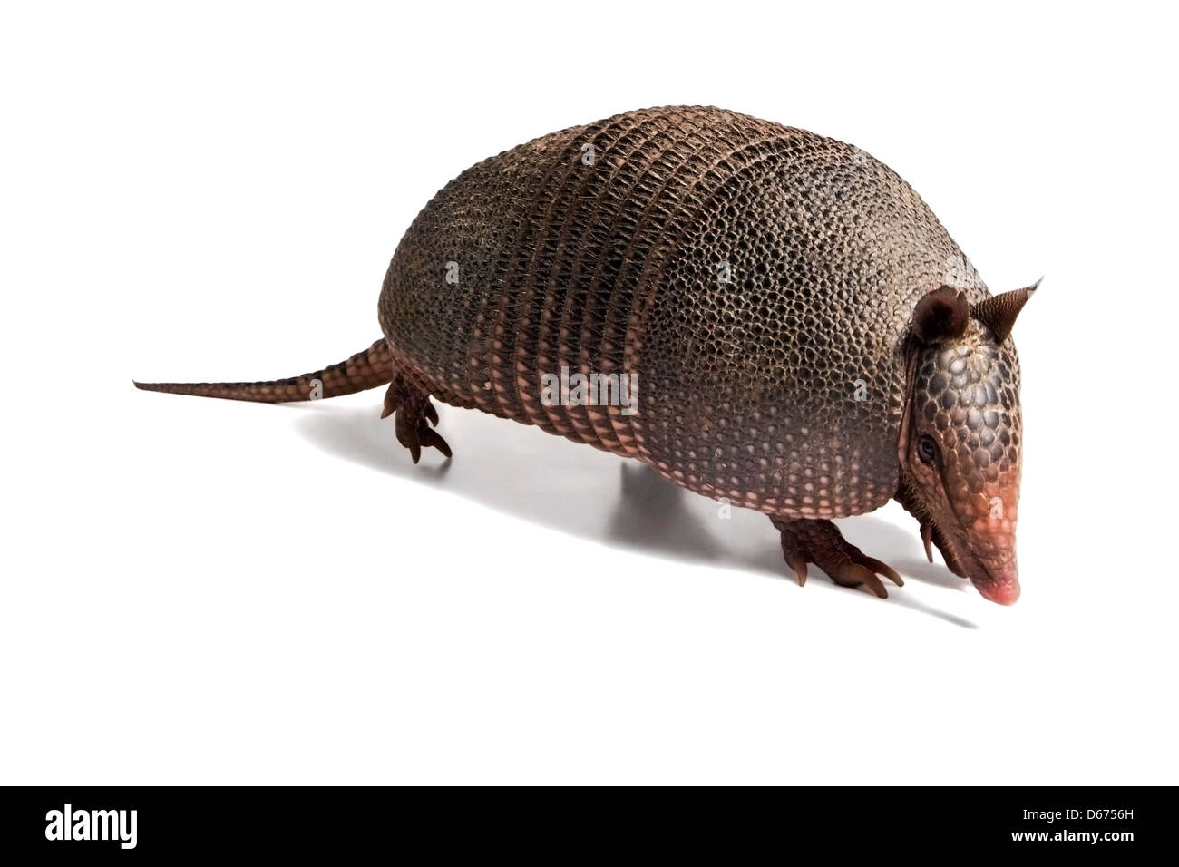 Mulita, Armadillo of six bands, on to white background Stock Photo Alamy