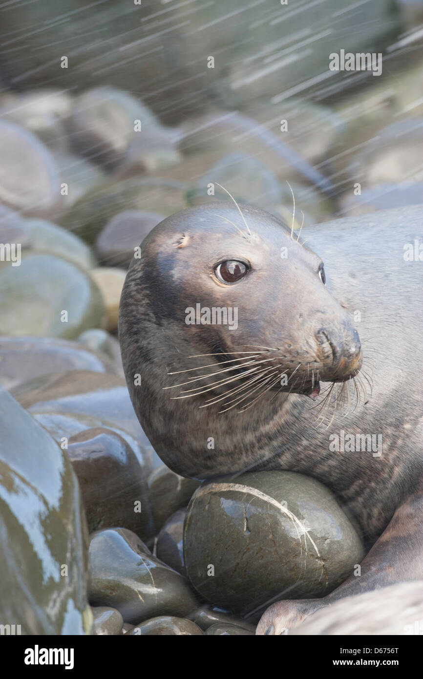 halichoerus grypus - Grey seal on wet rocks in the rain Stock Photo