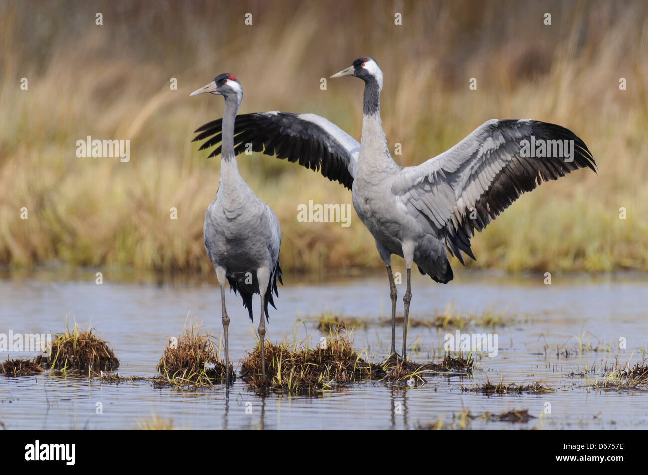 cranes doing grooming, grus grus, germany Stock Photo
