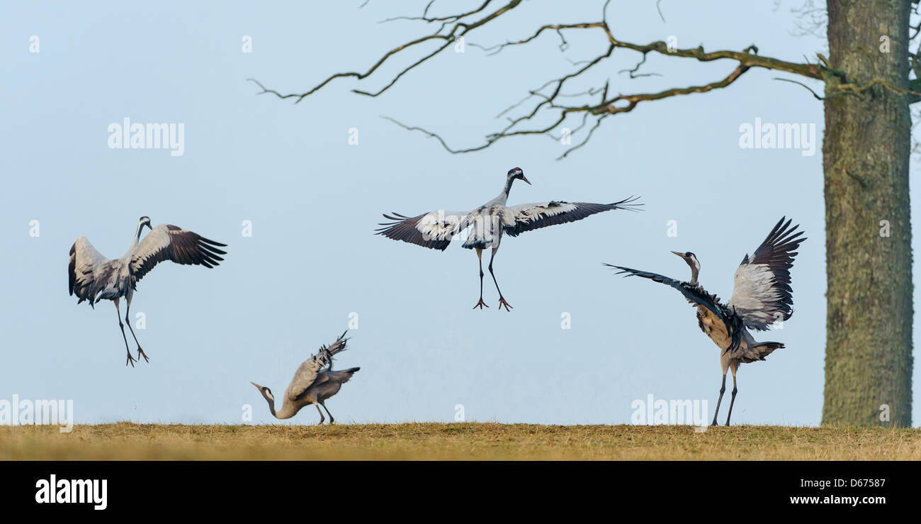 four cranes in mating season, grus grus, germany Stock Photo