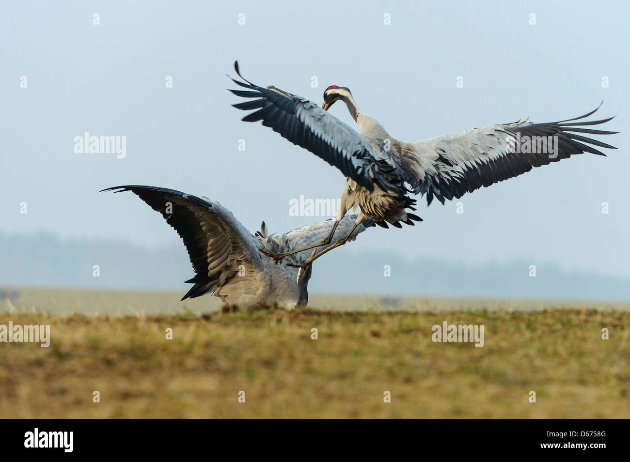 two cranes in mating season, grus grus, germany Stock Photo