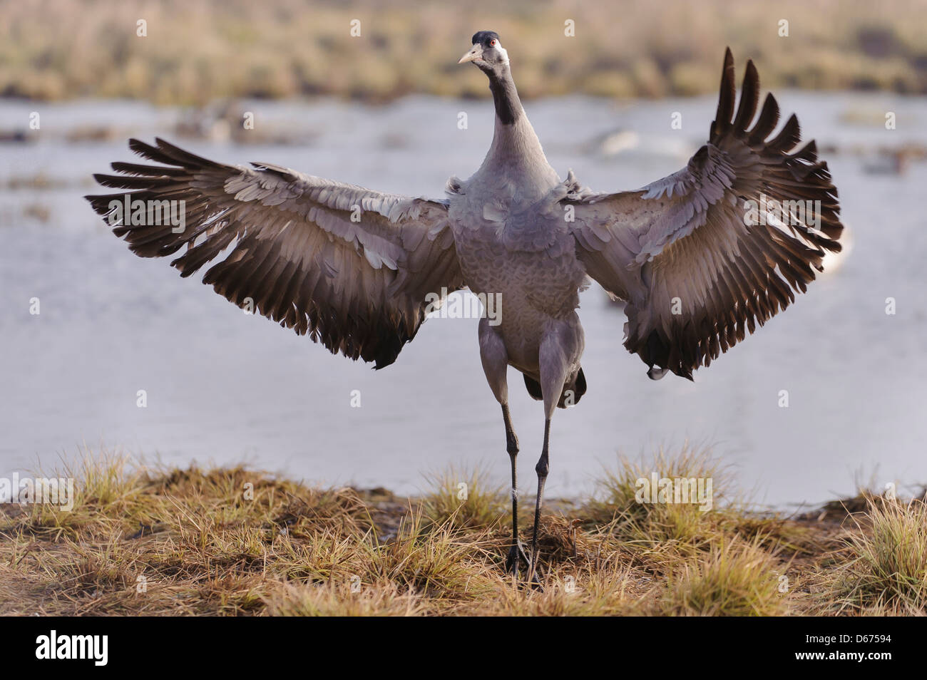 crane doing grooming, grus grus, germany Stock Photo