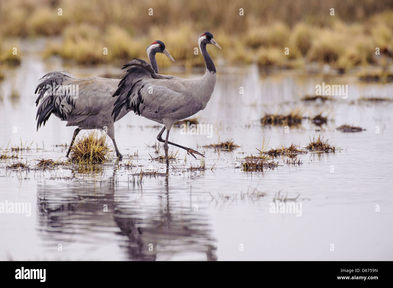 cranes in water, grus grus, germany Stock Photo