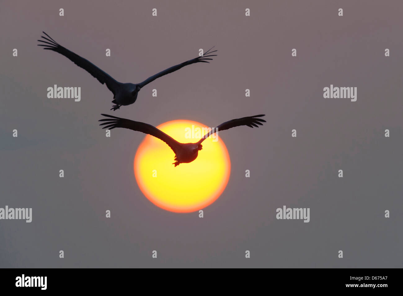 cranes in flight, grus grus, germany Stock Photo