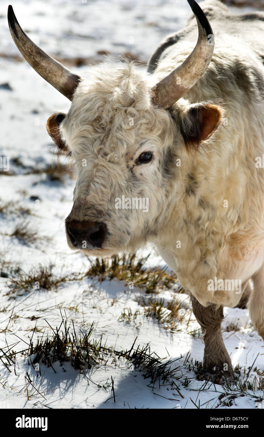 The rarest animal in the UK one of the Chillingham Wild Cattle herd in north Northumberland in the north east of England. Stock Photo