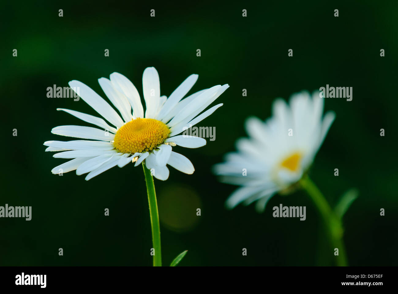 Oxeye Daisy flowers Stock Photo Alamy