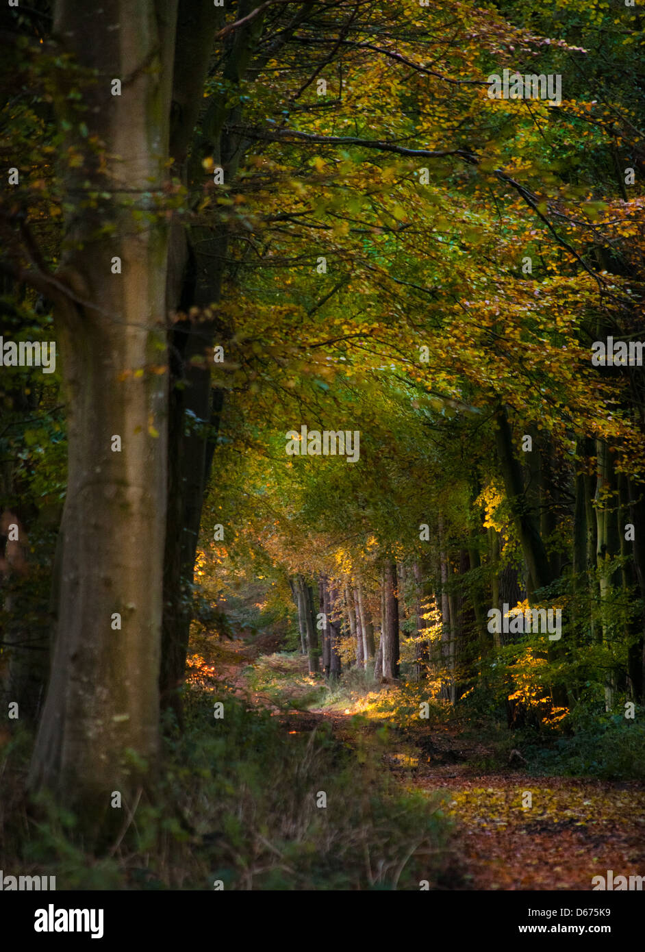 Empty woodland path hi-res stock photography and images - Alamy