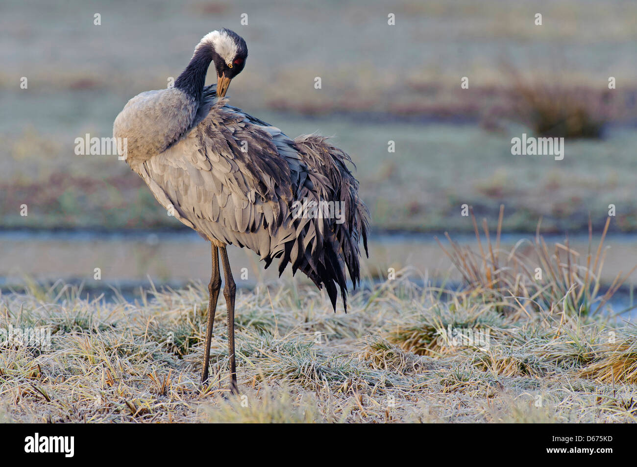 crane doing grooming, grus grus, germany Stock Photo