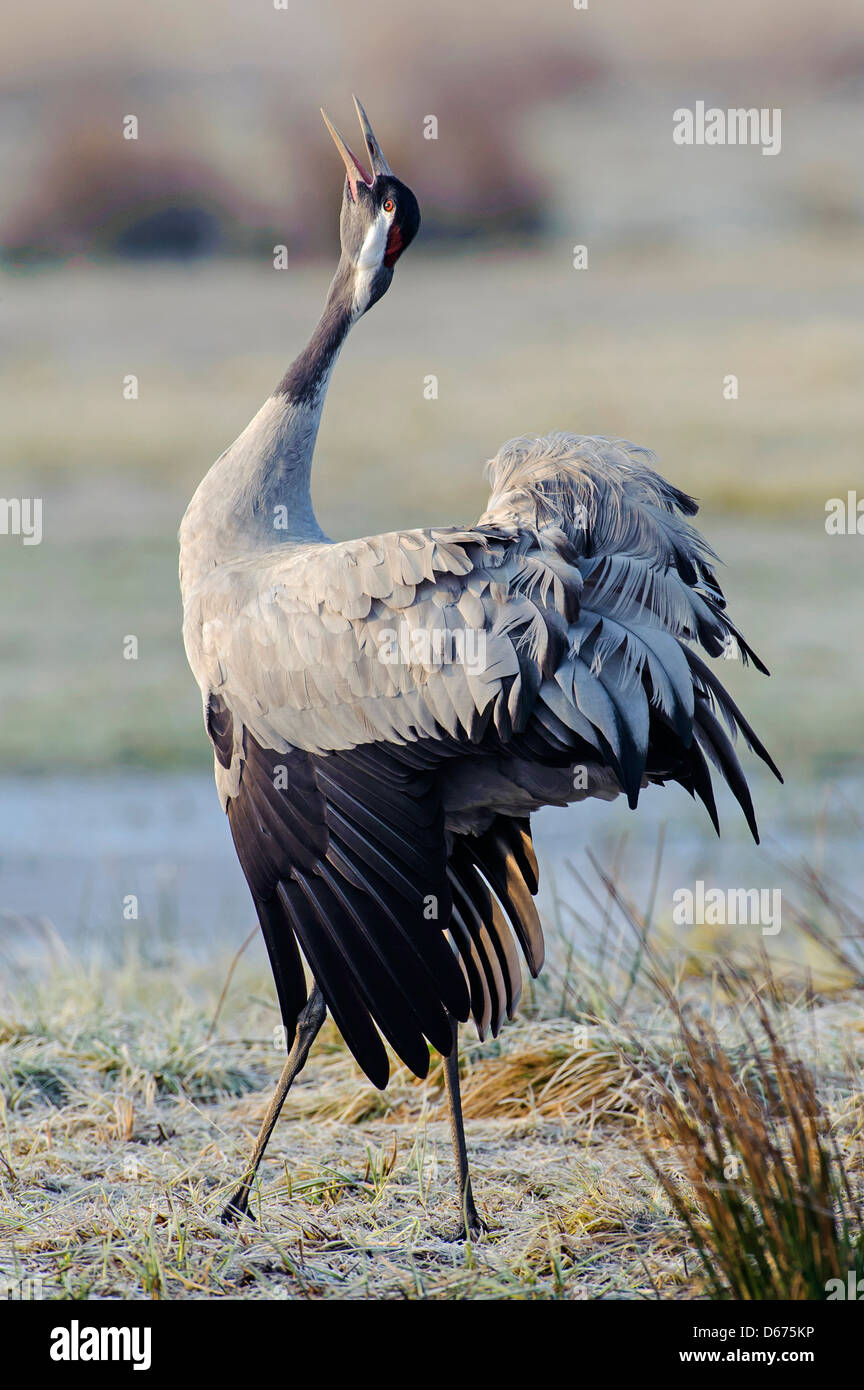 crane in mating season, grus grus, germany Stock Photo