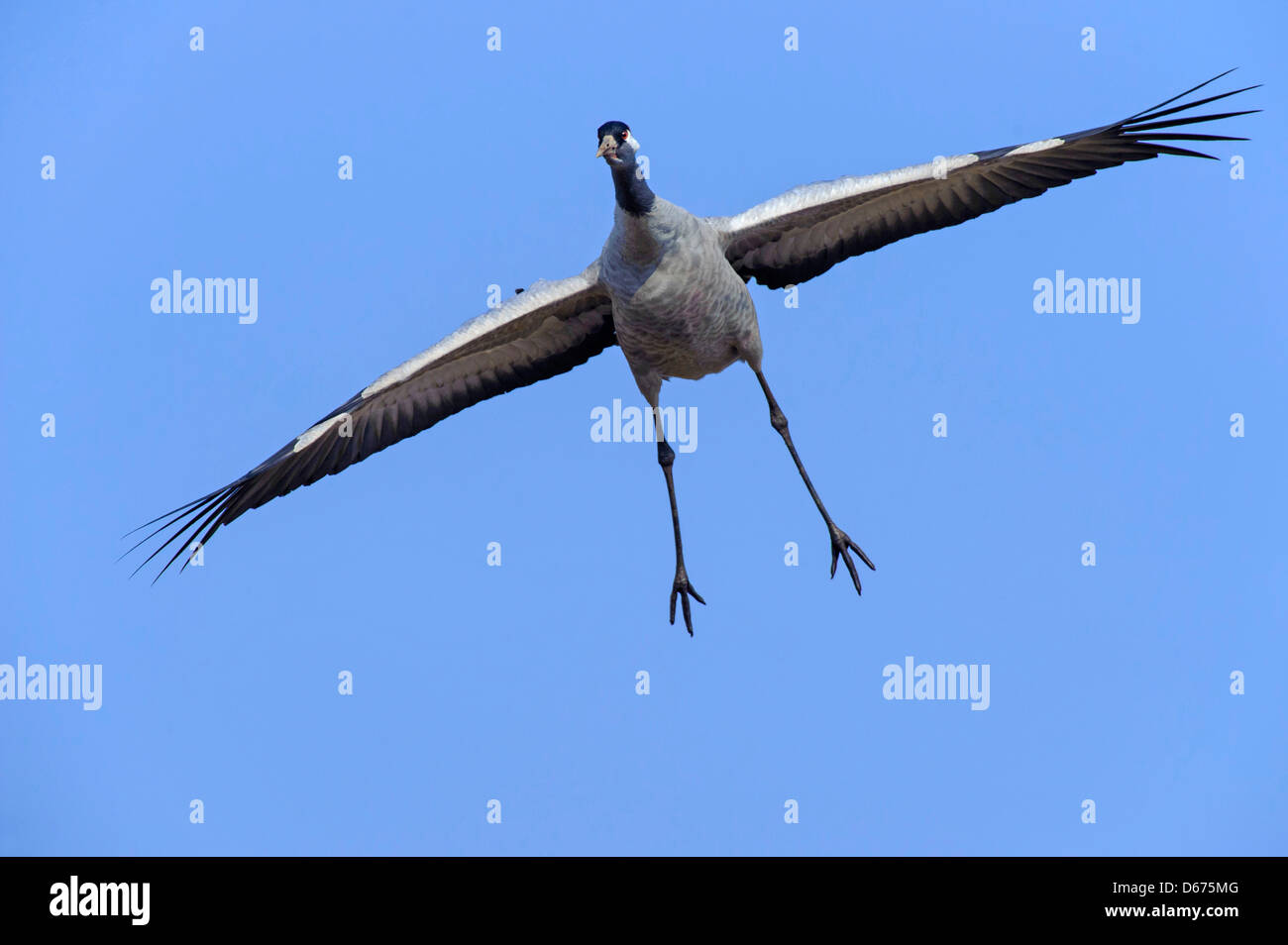 crane in flight, grus grus, germany Stock Photo