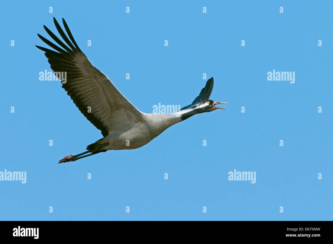 crane in flight, grus grus, germany Stock Photo