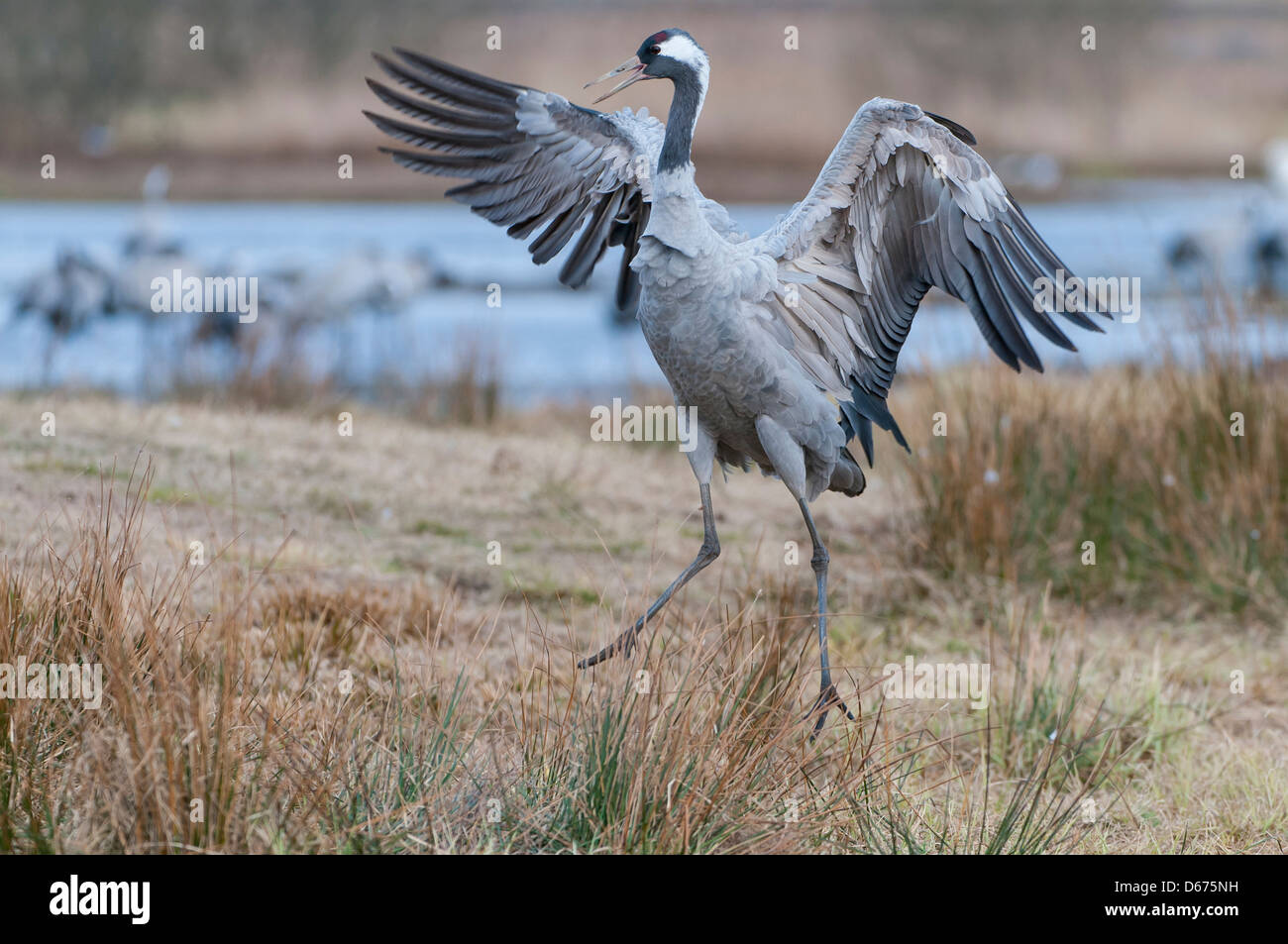 crane in mating season, grus grus, germany Stock Photo