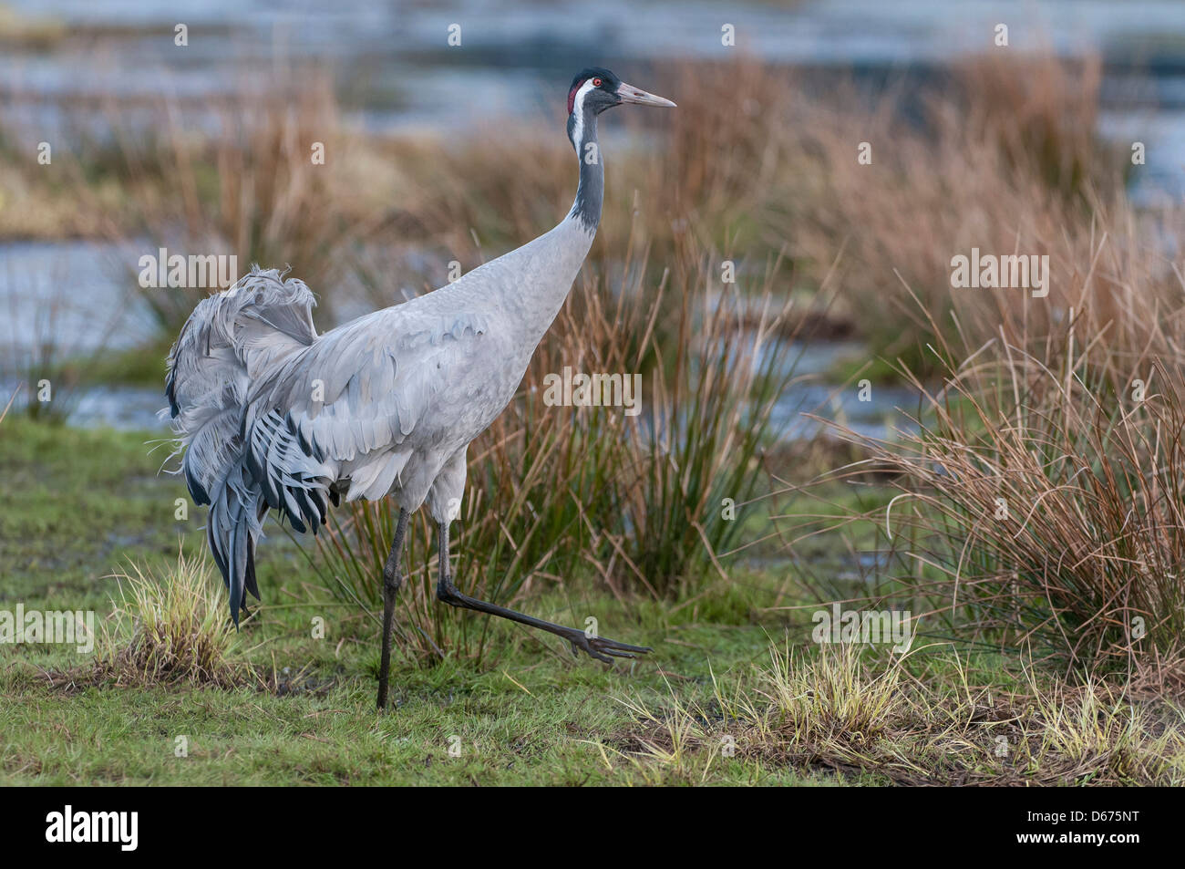 crane, grus grus, germany Stock Photo