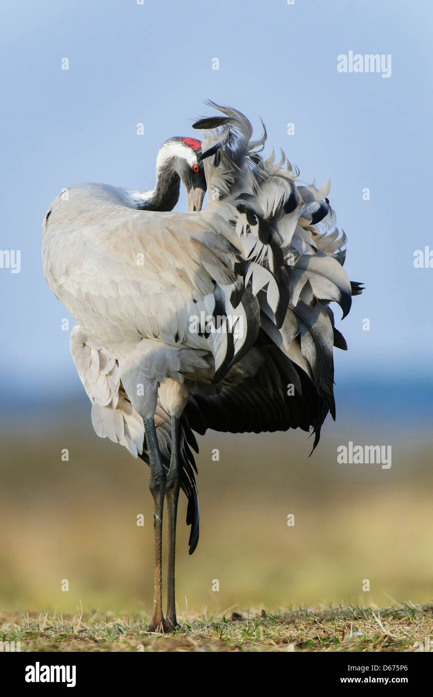 crane doing grooming, grus grus, germany Stock Photo