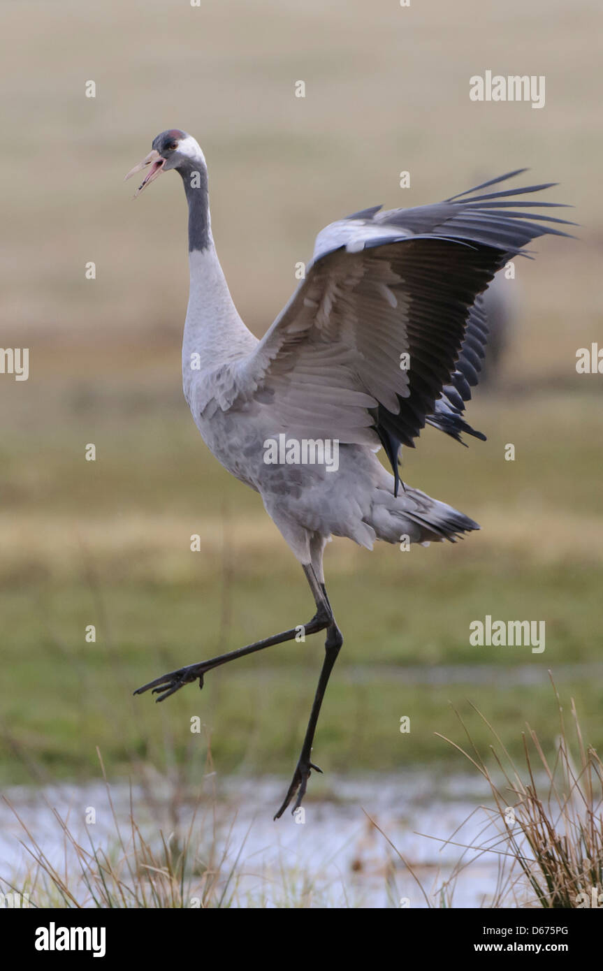 crane in mating season, grus grus, germany Stock Photo