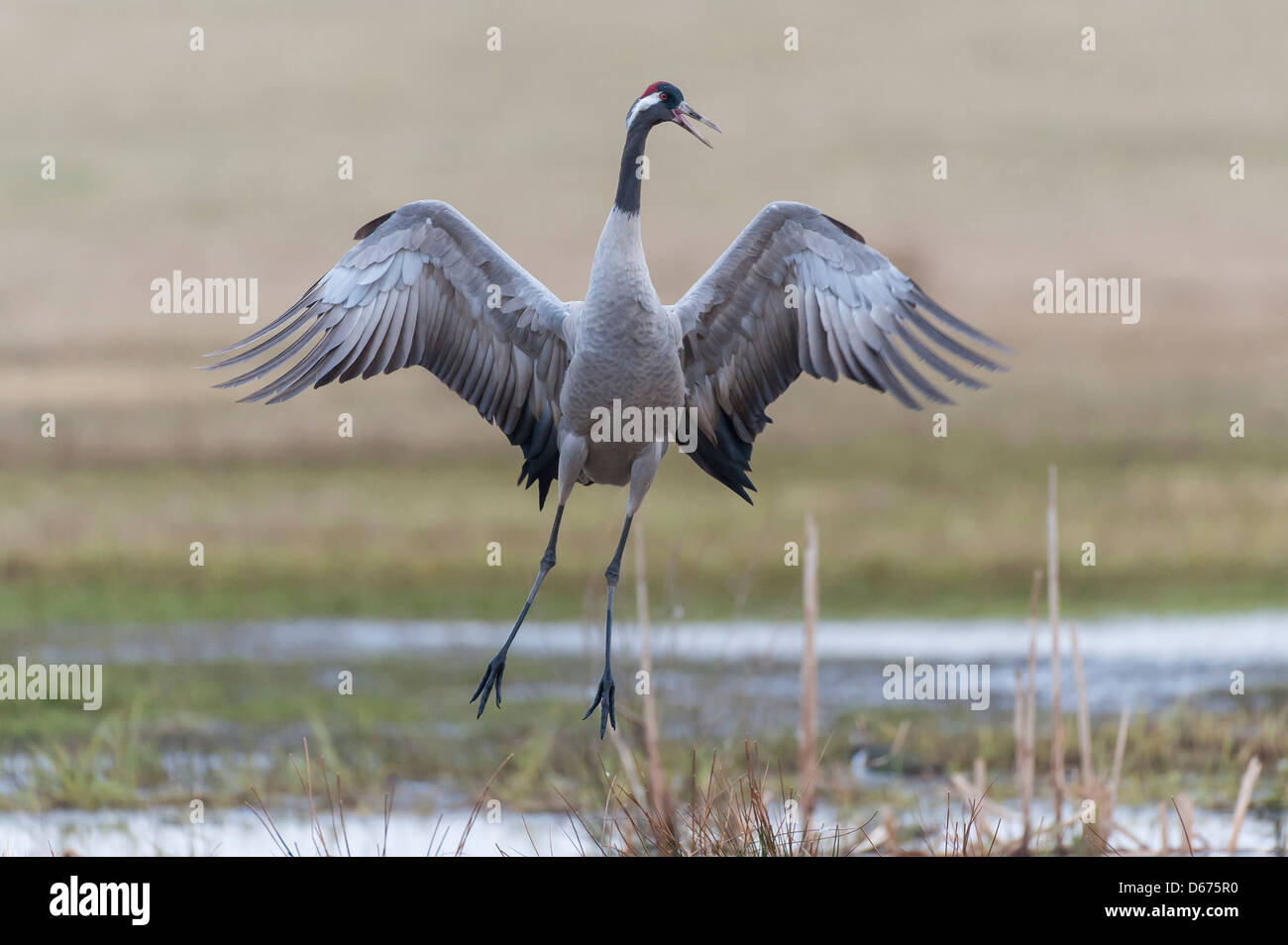 crane in mating season, grus grus, germany Stock Photo