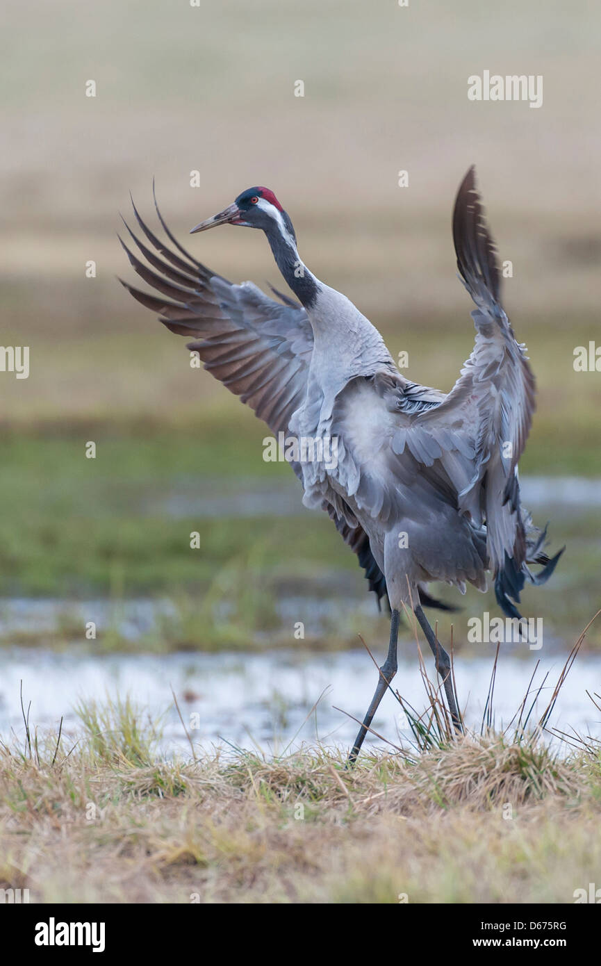 crane in mating season, grus grus, germany Stock Photo