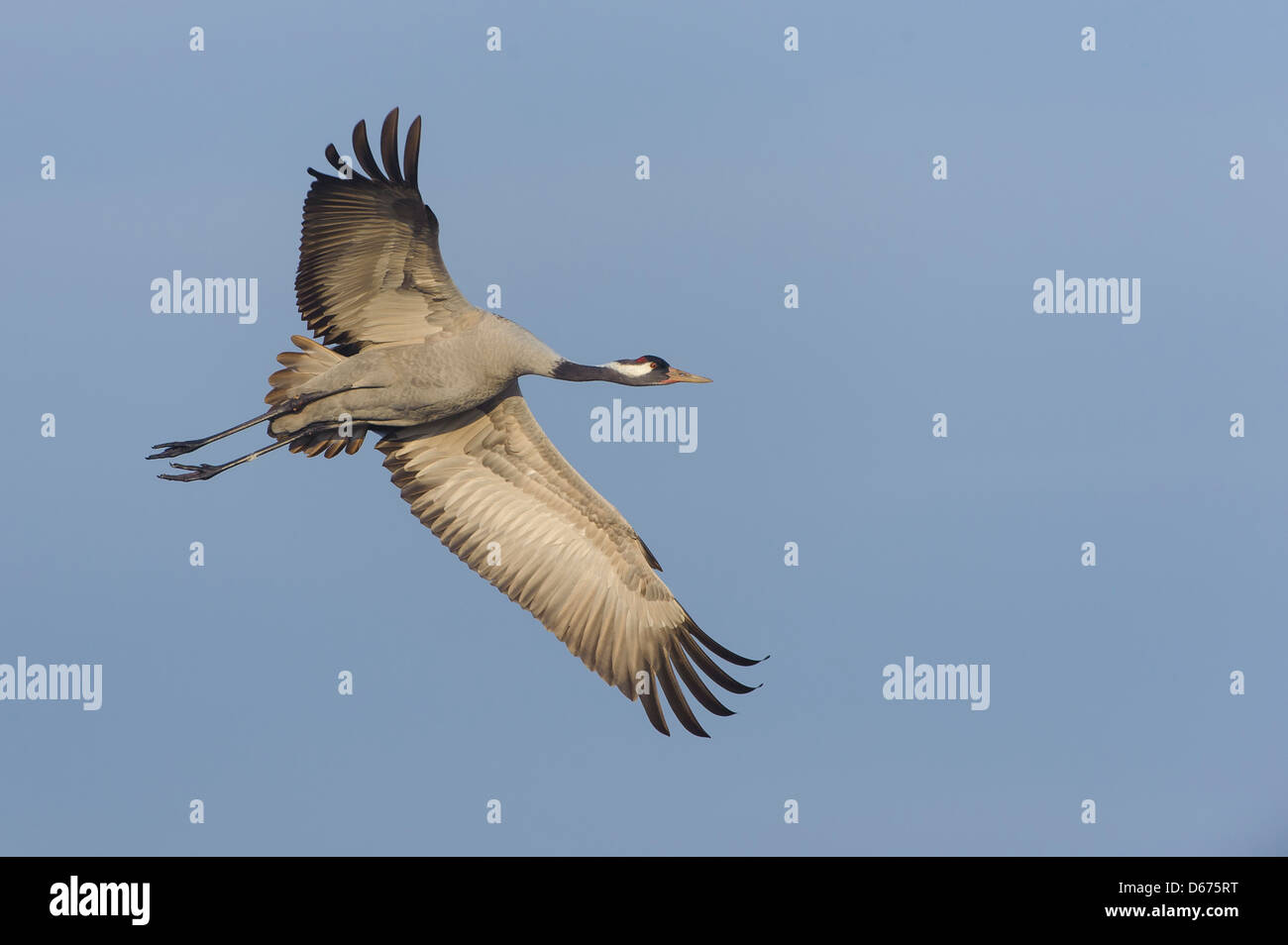 crane in flight, grus grus, germany Stock Photo