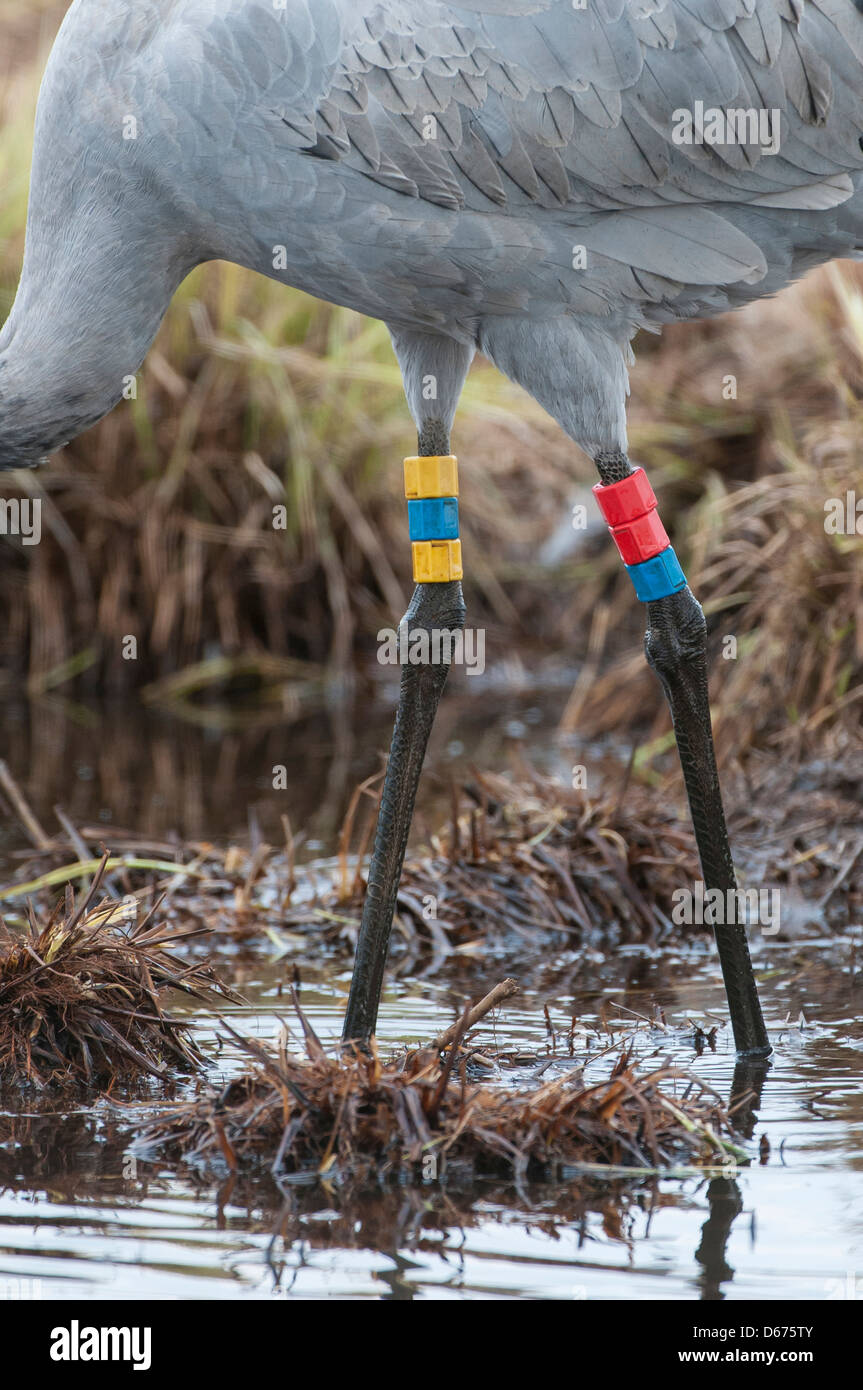 beringed crane in water, grus grus, germany Stock Photo