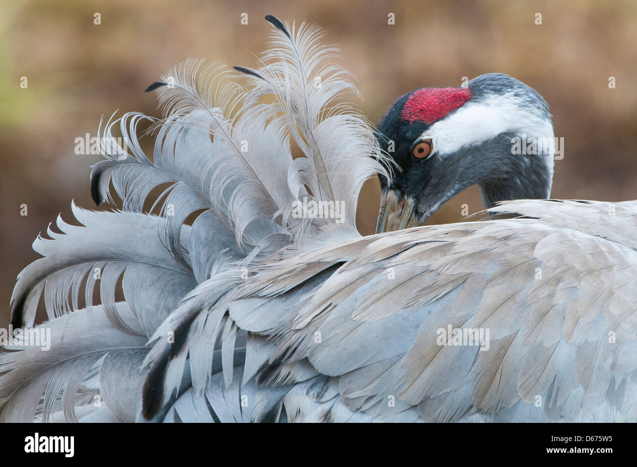 crane doing grooming, grus grus, germany Stock Photo