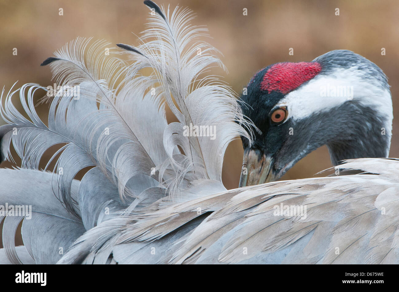 crane doing grooming, grus grus, germany Stock Photo