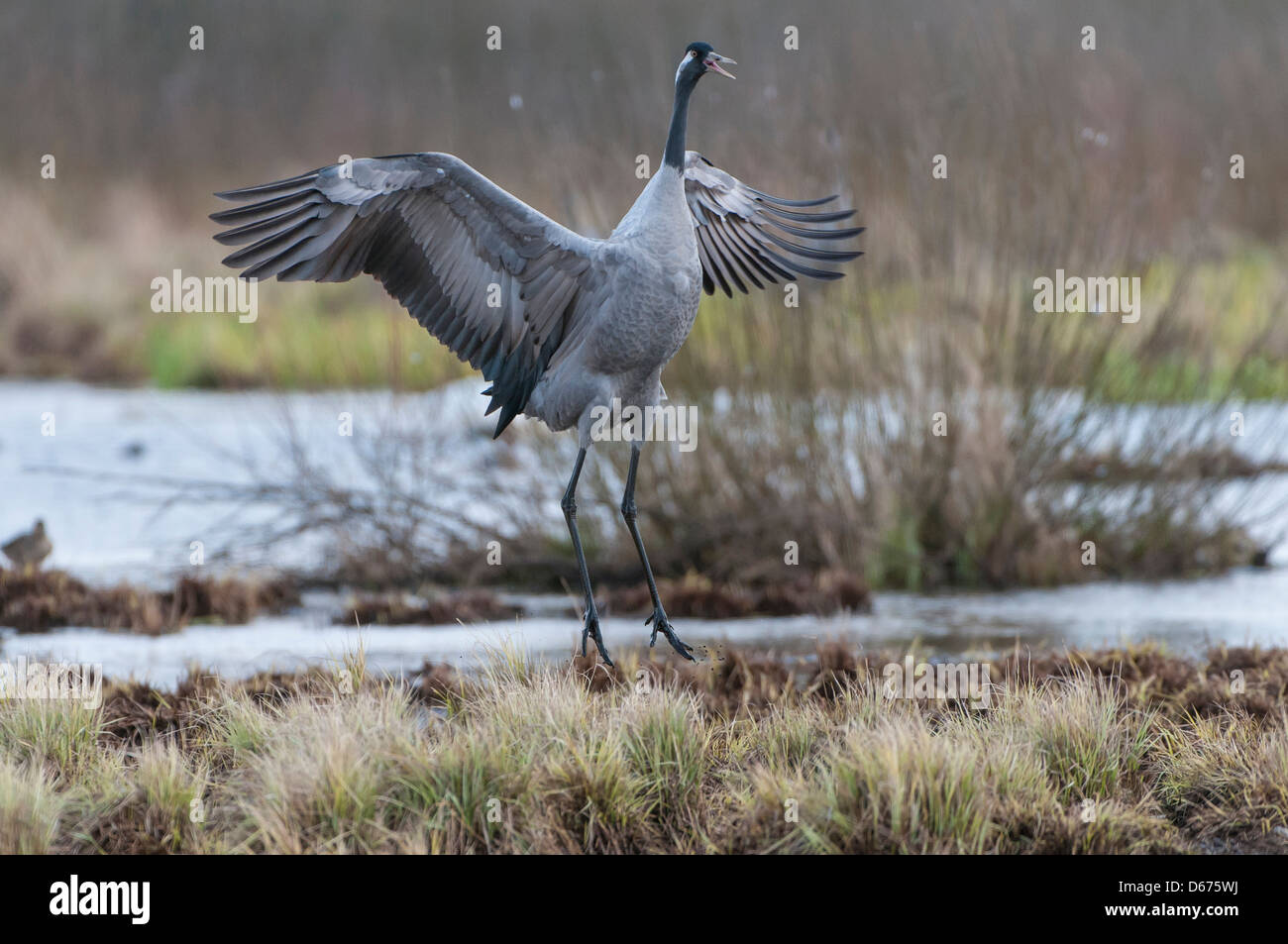 crane in mating season, grus grus, germany Stock Photo