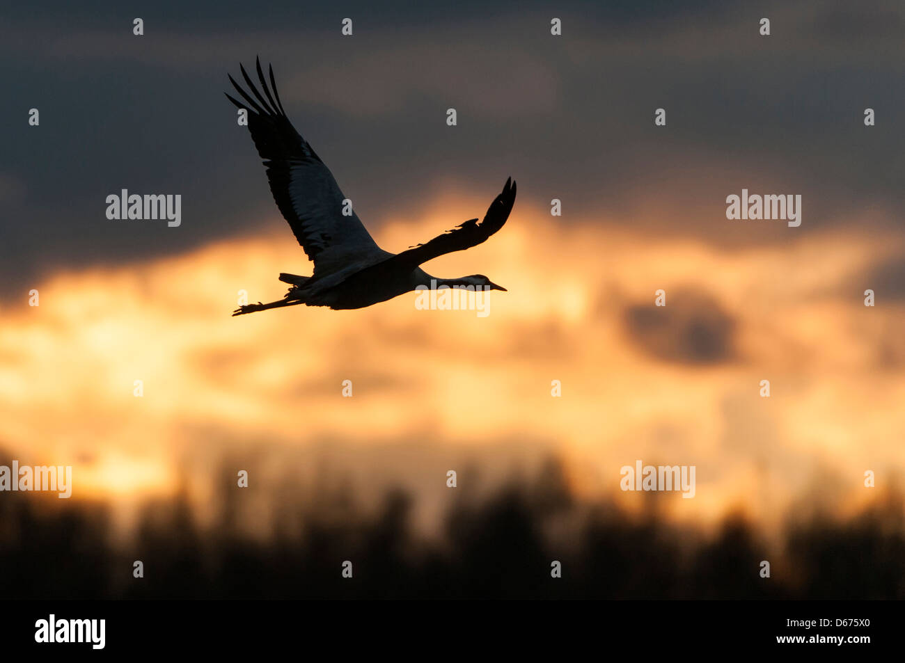 crane at sky, grus grus, germany Stock Photo