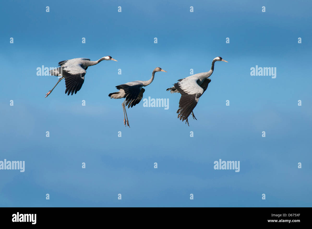crane family in flight, grus grus, germany Stock Photo