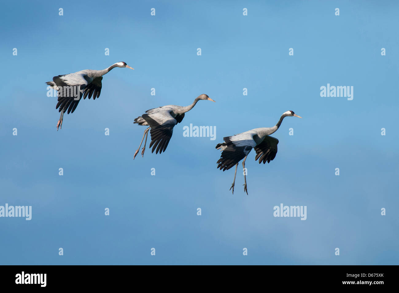 crane family in flight, grus grus, germany Stock Photo