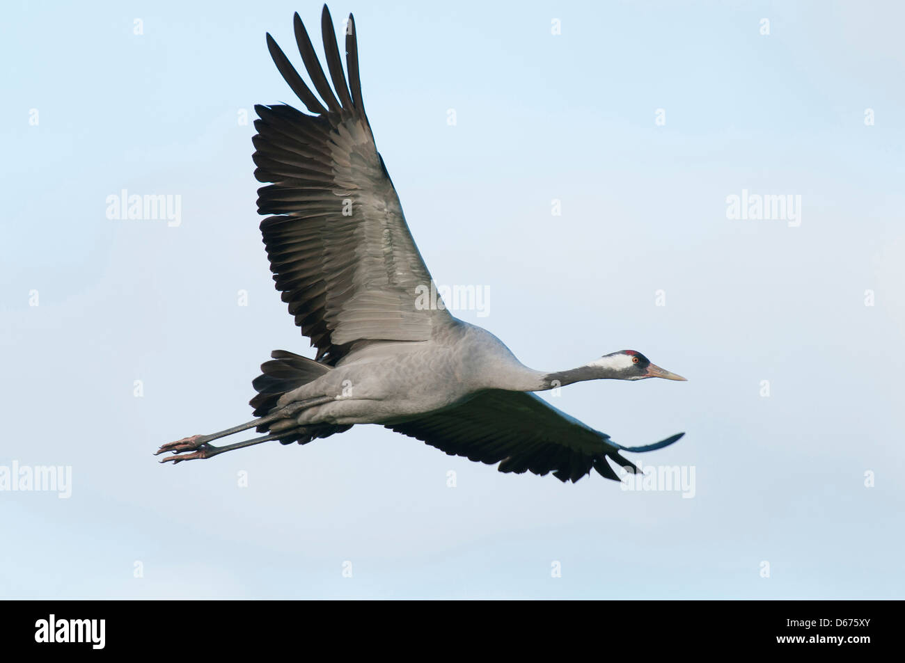crane in flight, grus grus, germany Stock Photo