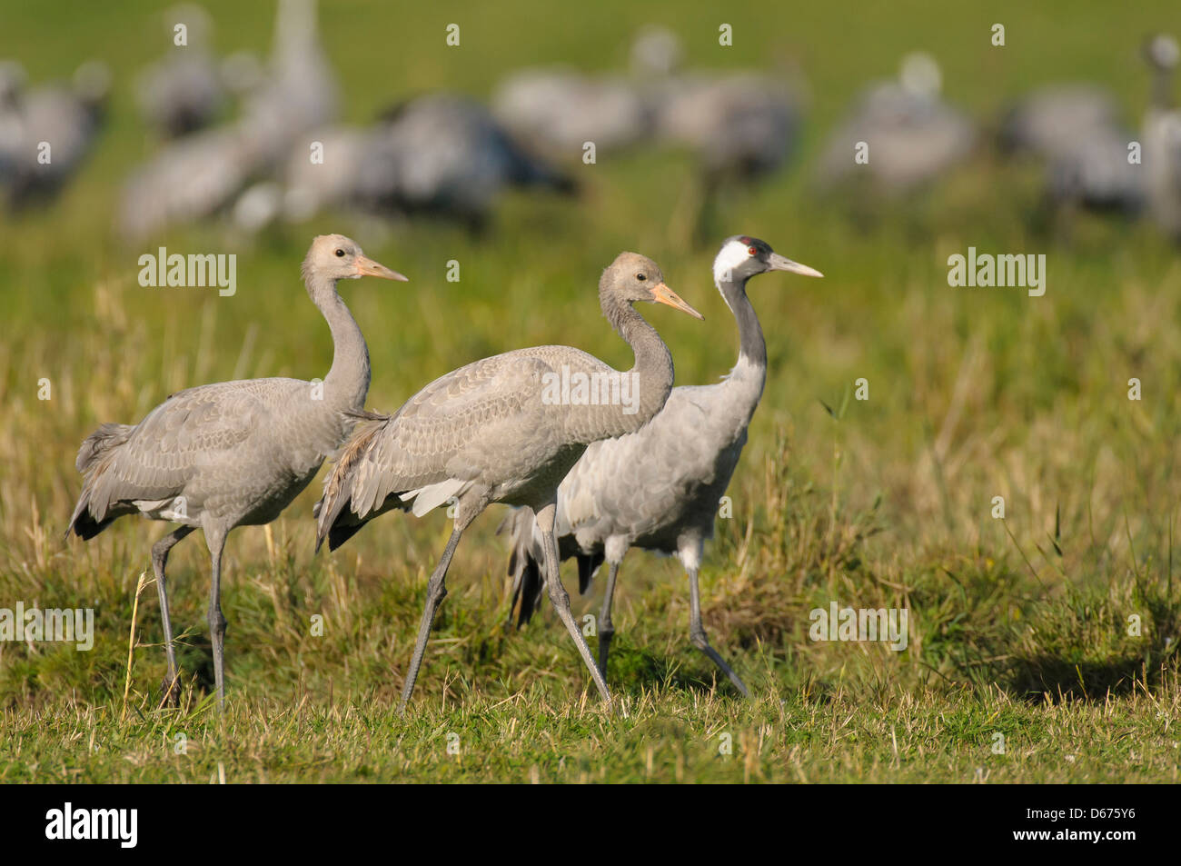 cranes on a meadow, grus grus, germany Stock Photo