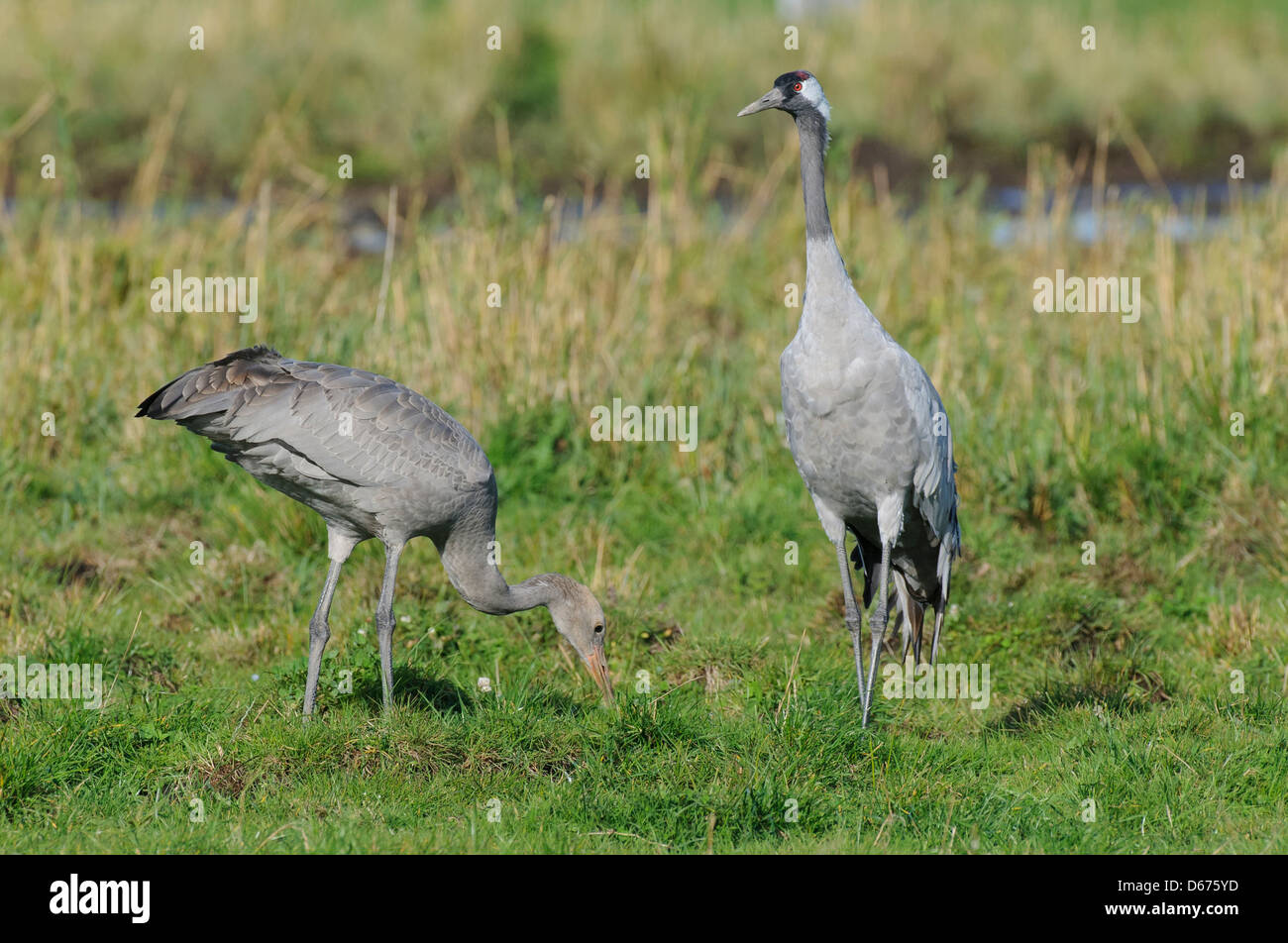 cranes on a meadow, grus grus, germany Stock Photo