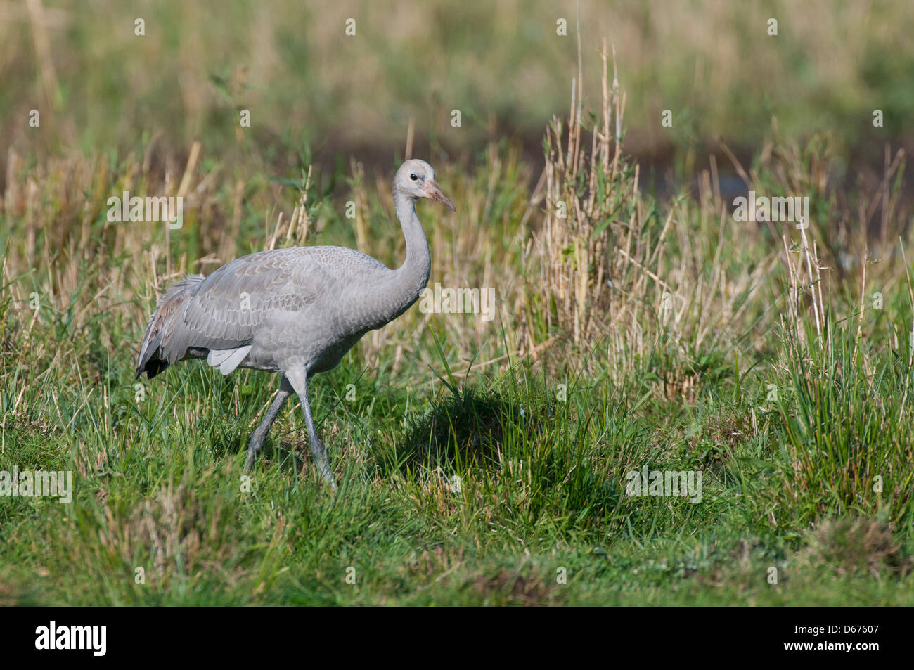 crane on a meadow, grus grus, germany Stock Photo