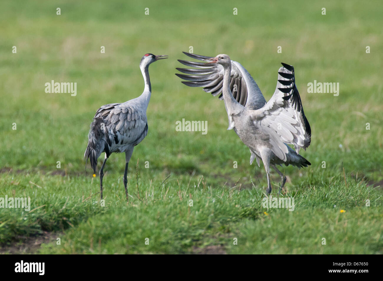 cranes on a meadow, grus grus, germany Stock Photo