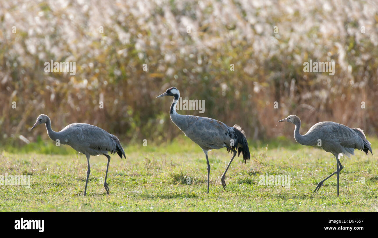 cranes on a meadow, grus grus, germany Stock Photo