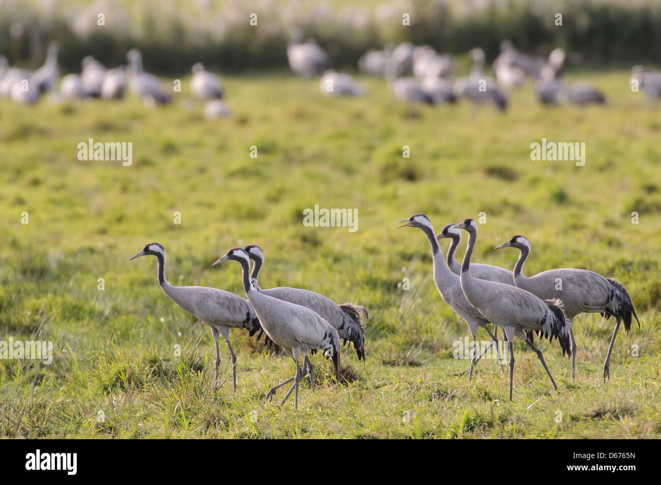 cranes on a meadow, grus grus, germany Stock Photo