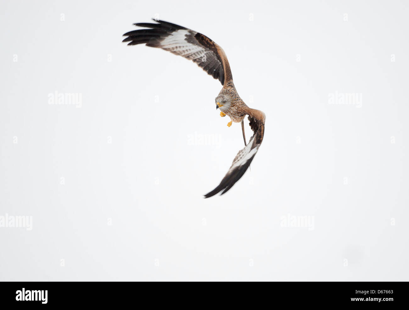 Milvus milvus - red kite in flight Stock Photo