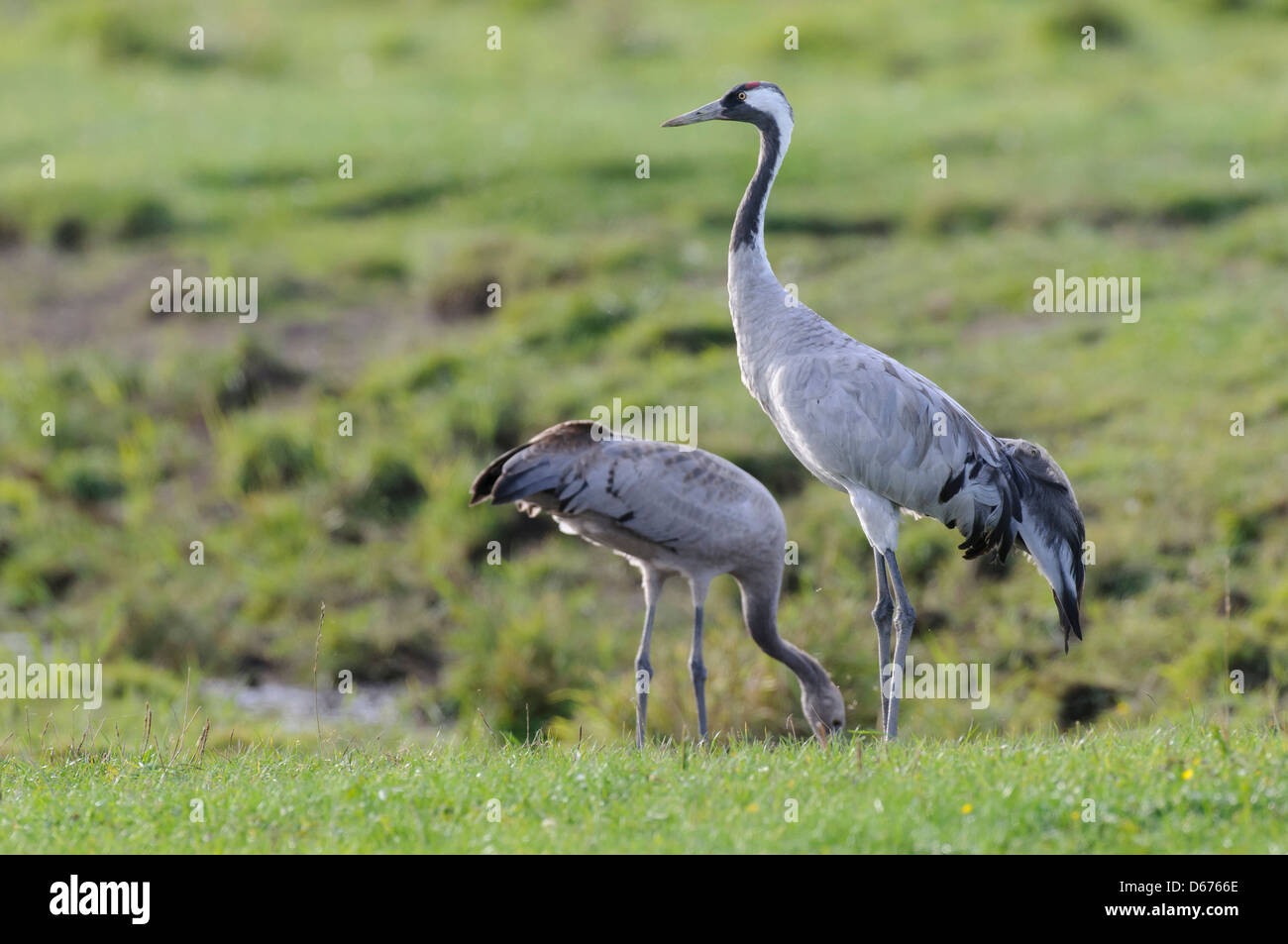 cranes on a meadow, grus grus, germany Stock Photo