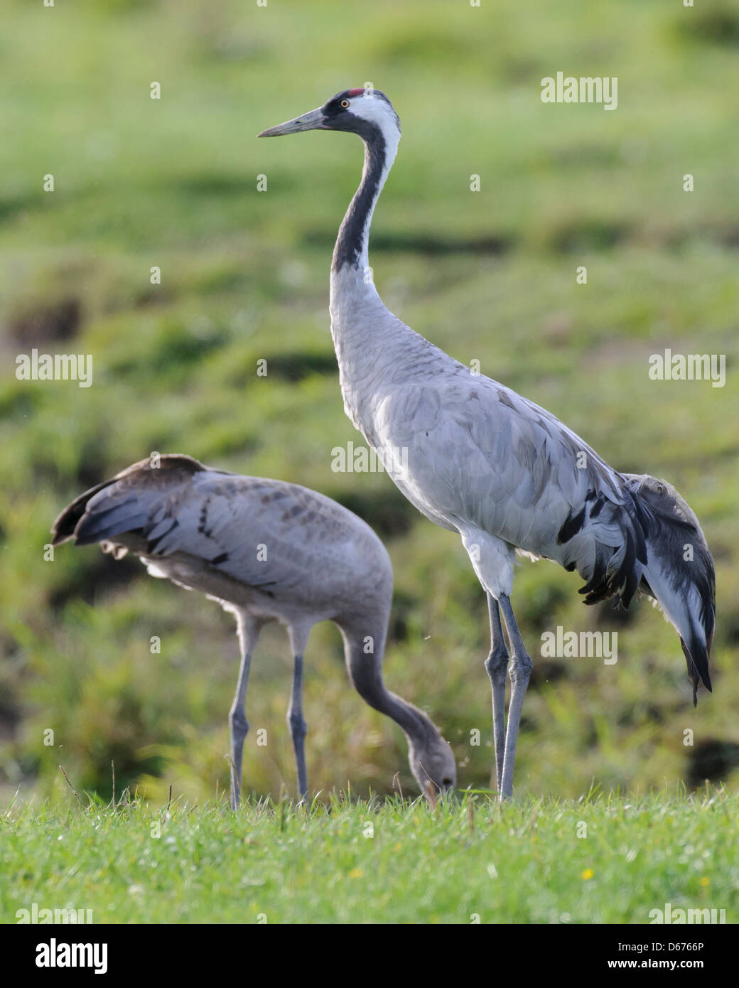 cranes on a meadow, grus grus, germany Stock Photo