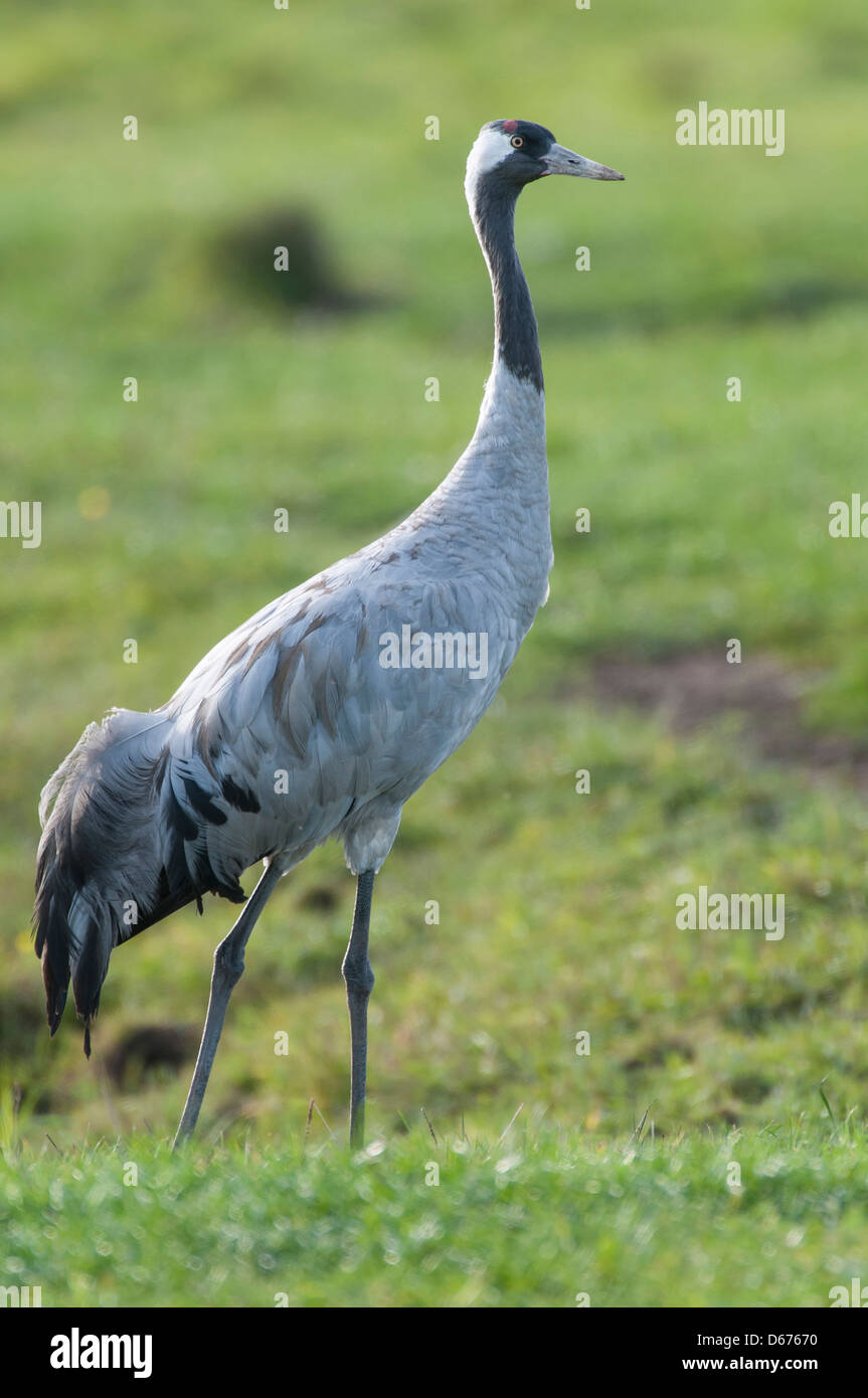 crane on a meadow, grus grus, germany Stock Photo