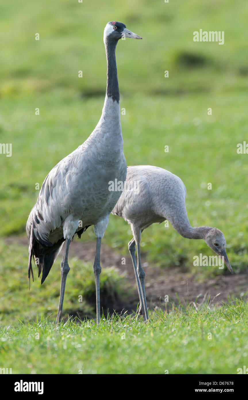 cranes on a meadow, grus grus, germany Stock Photo